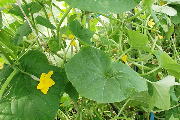 Plantation dense de concombres en serre