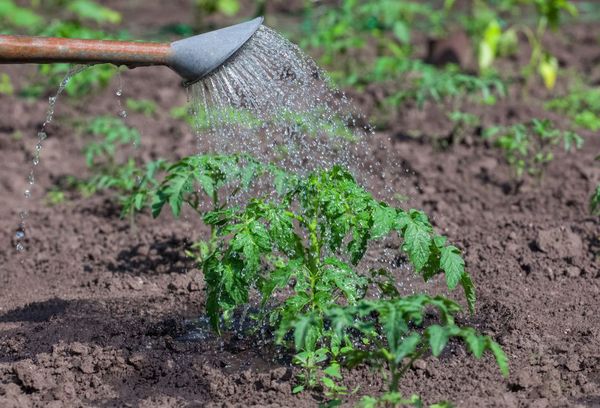 Pulvériser des tomates