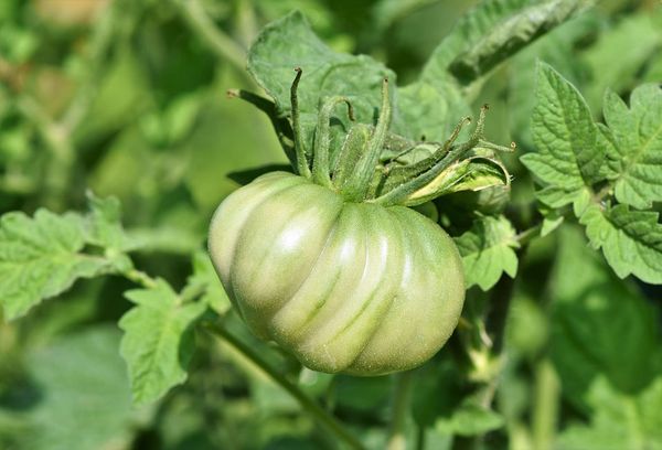 Tomate verte sur une branche