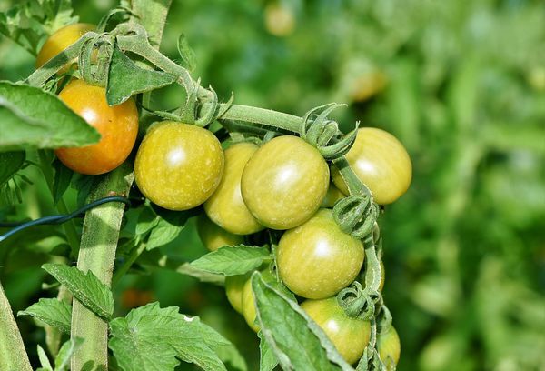 Branche avec des tomates vertes