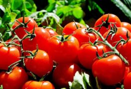 Tomates rouges mûres