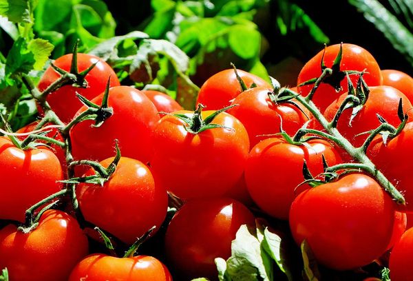 Tomates rouges mûres