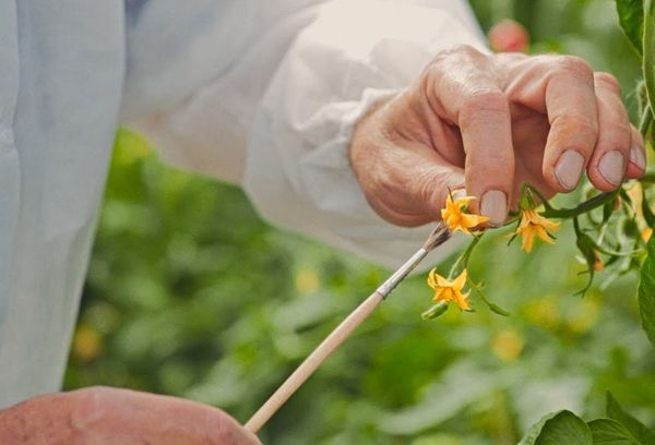 Pollinisation des tomates