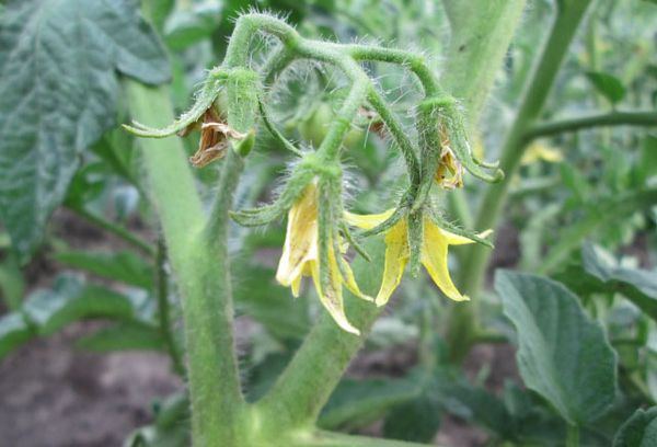 Cultiver des tomates