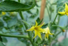 Fleurs de tomate