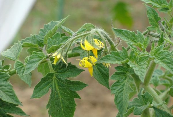 Tomate fleurie