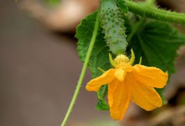 Fleur de concombre