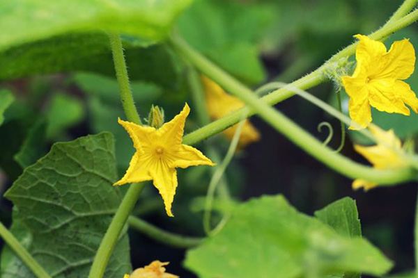 Concombres à fleurs