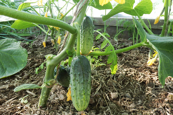 Variété de concombre Concurrent en serre