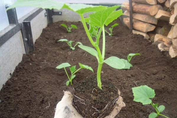 Planter des concombres dans la serre