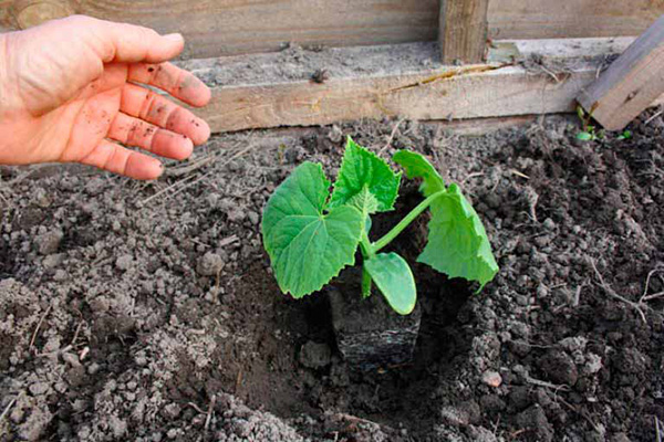 Planter des plants de concombres