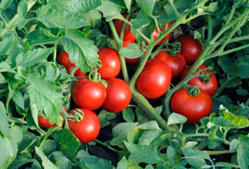 Tomates Katya F1