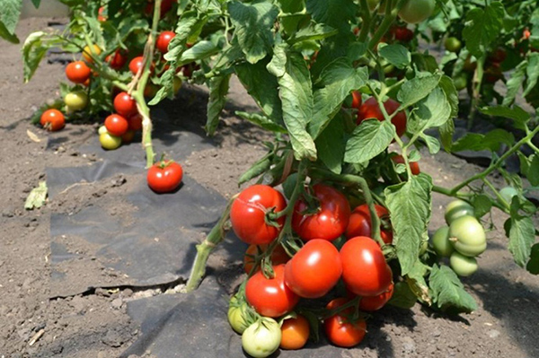 Cultiver des tomates Katya F1