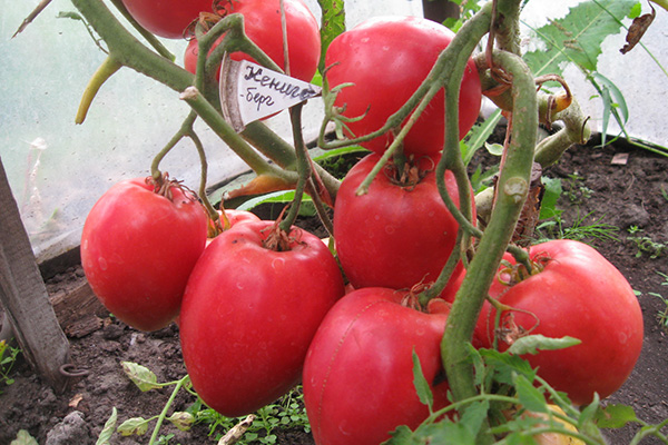 Tomates Königsberg