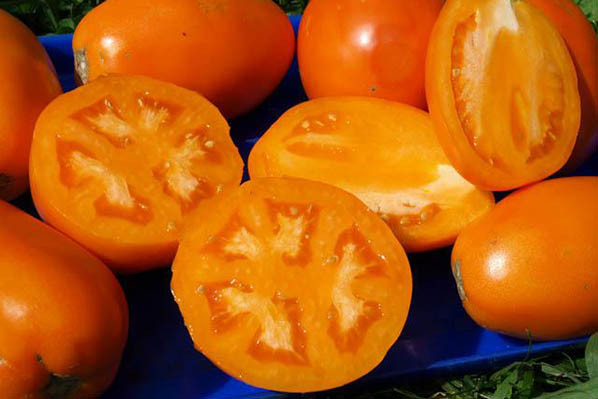 Tomate dorée Konigsberg