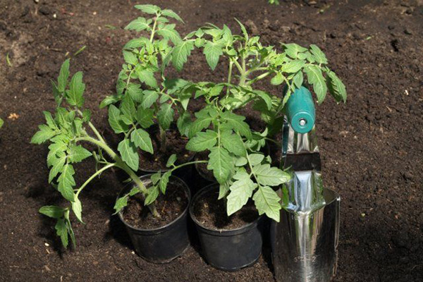 Planter des plants de tomates en pleine terre