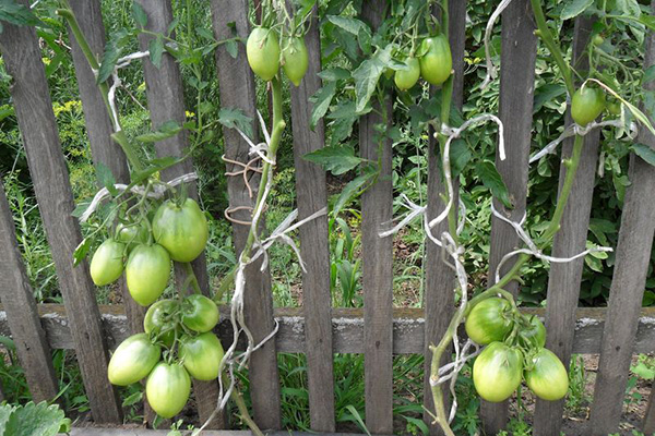 Tomates Königsberg