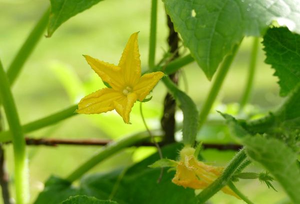 Concombres à fleurs