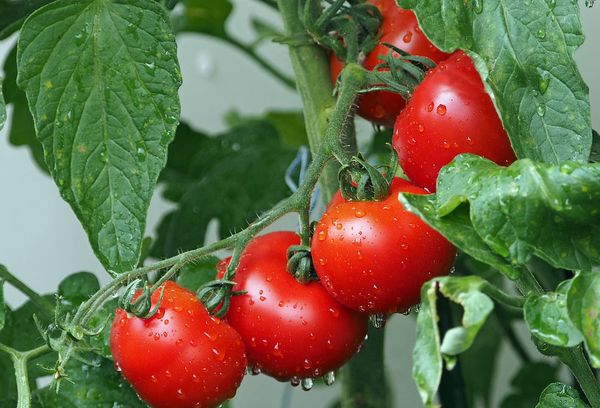 Cultiver des tomates