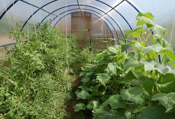 Cultiver des légumes dans une serre