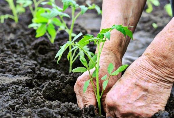 Planter des tomates