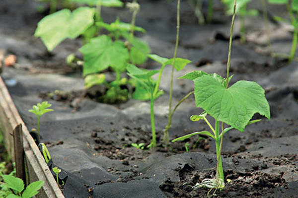 Concombres dans un jardin chaleureux