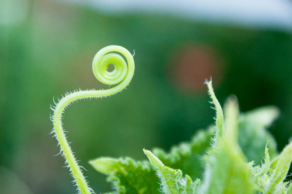 Tendril på en gurksnurr