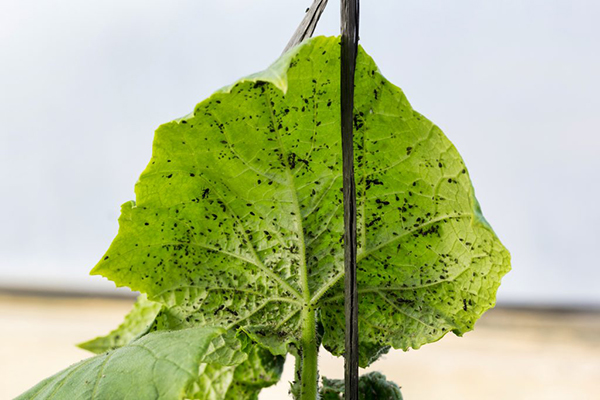 Pucerons sur une feuille de concombre