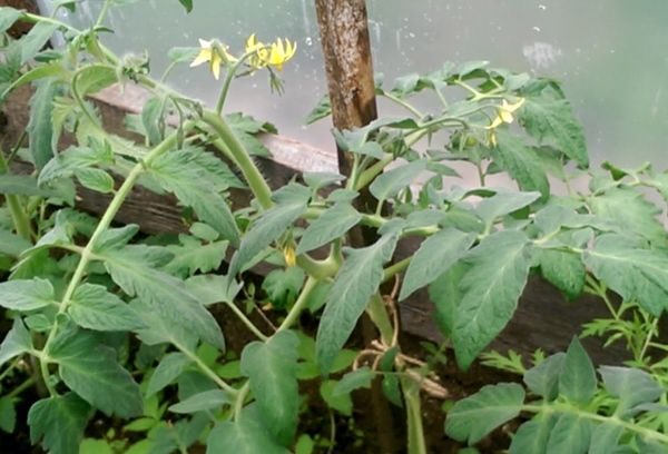 Tomates dans une serre