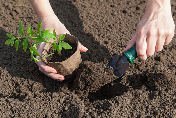 Planter une tomate dans un endroit permanent