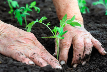 Planter des plants de tomates