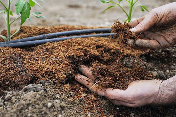 Compost de tomates