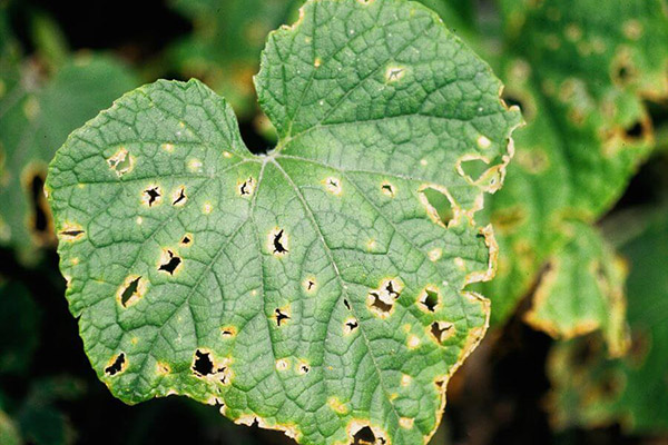 Signes d'anthracnose sur une feuille de concombre