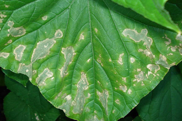 Ascochite sur une feuille de concombre