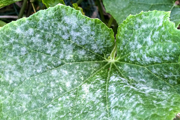 Oïdium sur une feuille de concombre