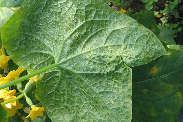 Péronosporose (mildiou) sur une feuille de concombre