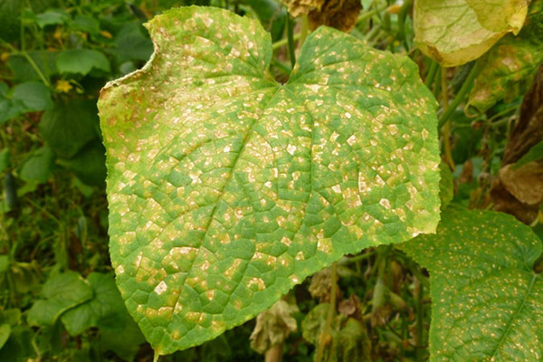 Mosaïque commune (champ) sur une feuille de concombre