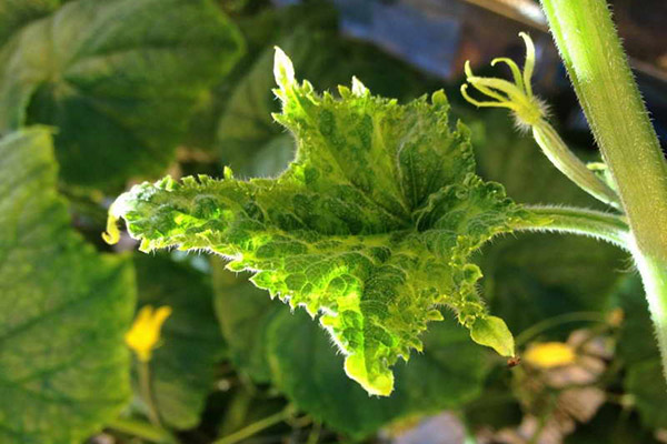 Feuille de concombre infestée de mosaïque