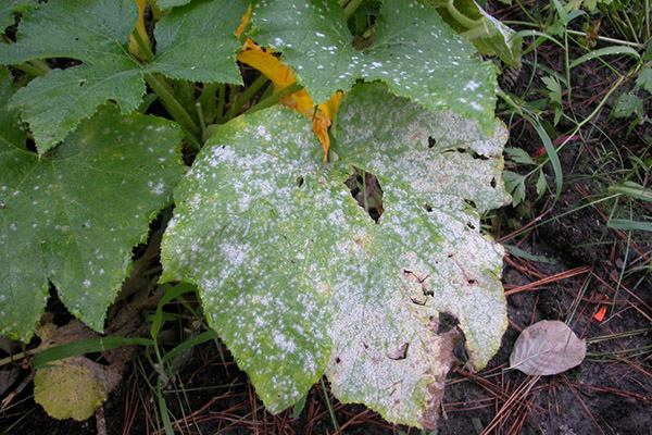 Sclérotinose (pourriture blanche)