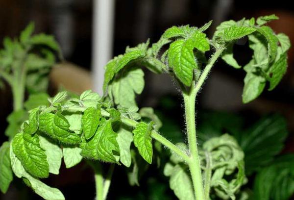 Pousse de tomate De Barao