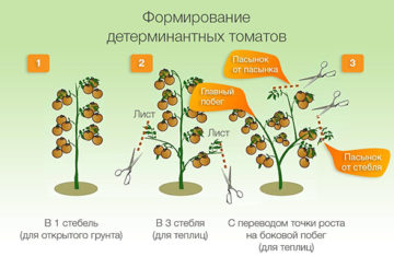 Sự hình thành của cà chua quyết định