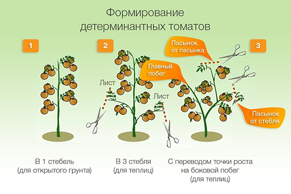 Образуване на определящи домати