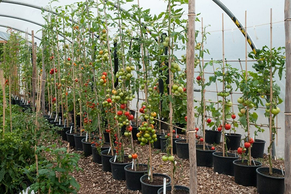 Tomates poussant dans une tige dans une serre