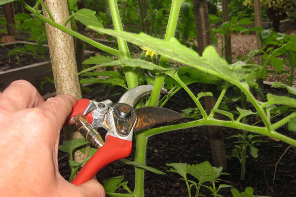 Formation de buisson de tomates