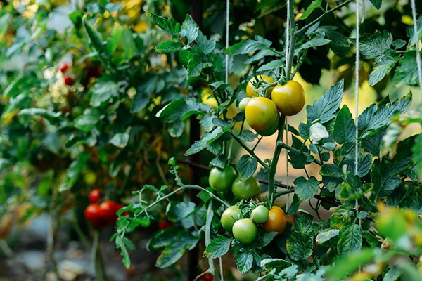 Tomates liées