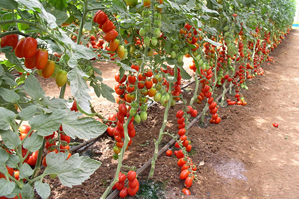 Tomates indéterminées