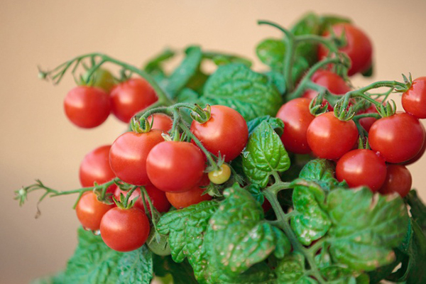 Buisson de tomates cerises