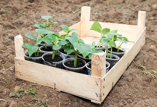 Boîte avec des plants de concombre