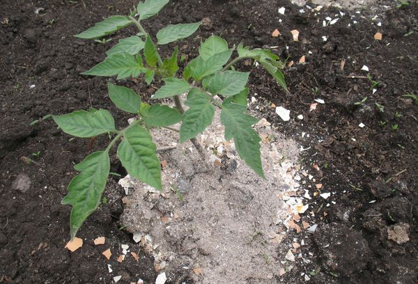 Cendre de bois saupoudrée de tomate