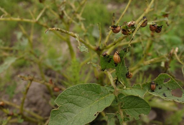 Les coléoptères mangent des feuilles de tomate